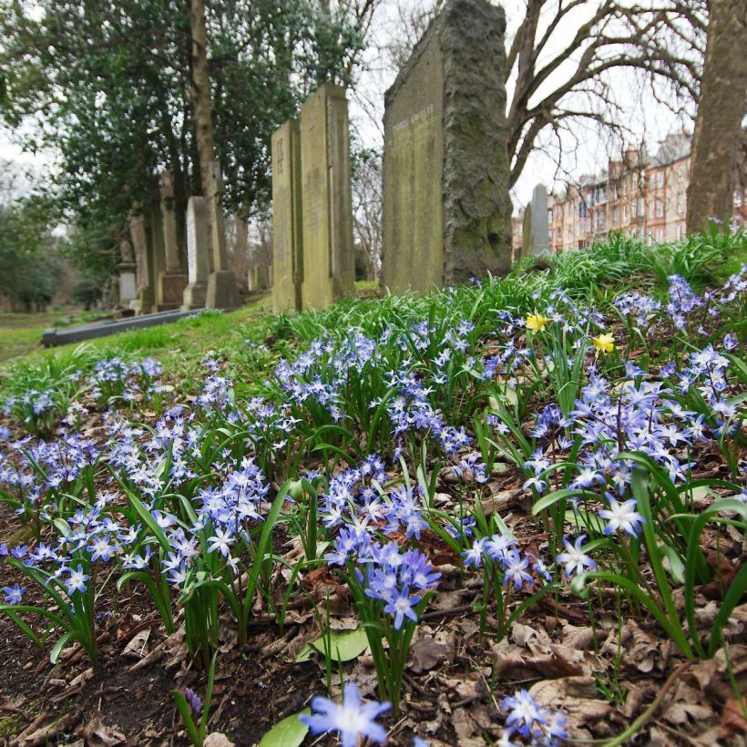 Chionodoxa forbesii (Flowering)