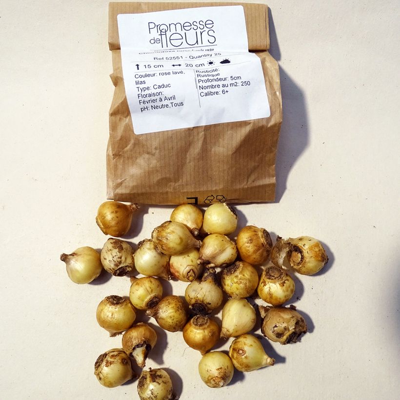 Example of Chionodoxa forbesii Pink Giant Bulb size 5+ specimen as delivered