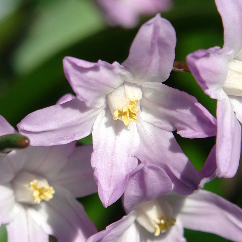 Chionodoxa forbesii Pink Giant (Flowering)