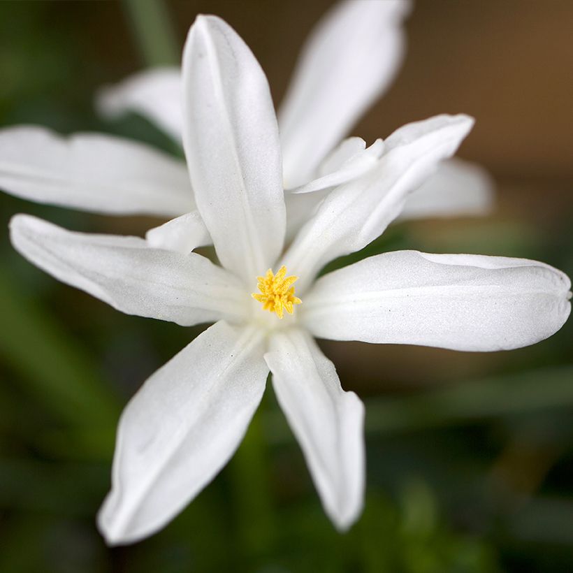 Chionodoxa luciliae Alba (Flowering)