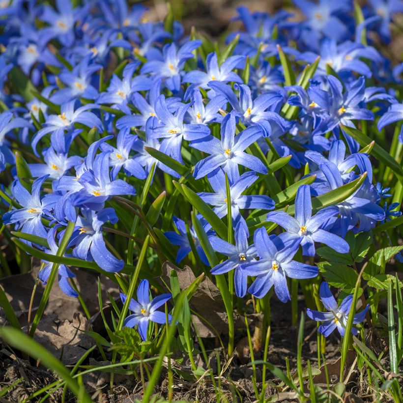 Chionodoxa luciliae (Plant habit)