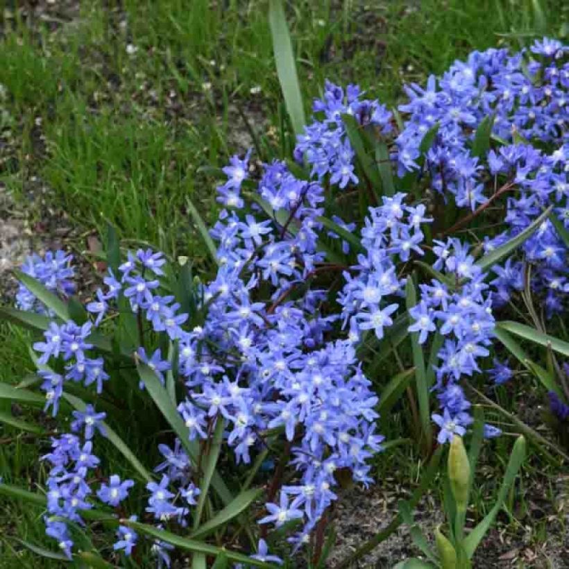 Chionodoxa sardensis (Plant habit)