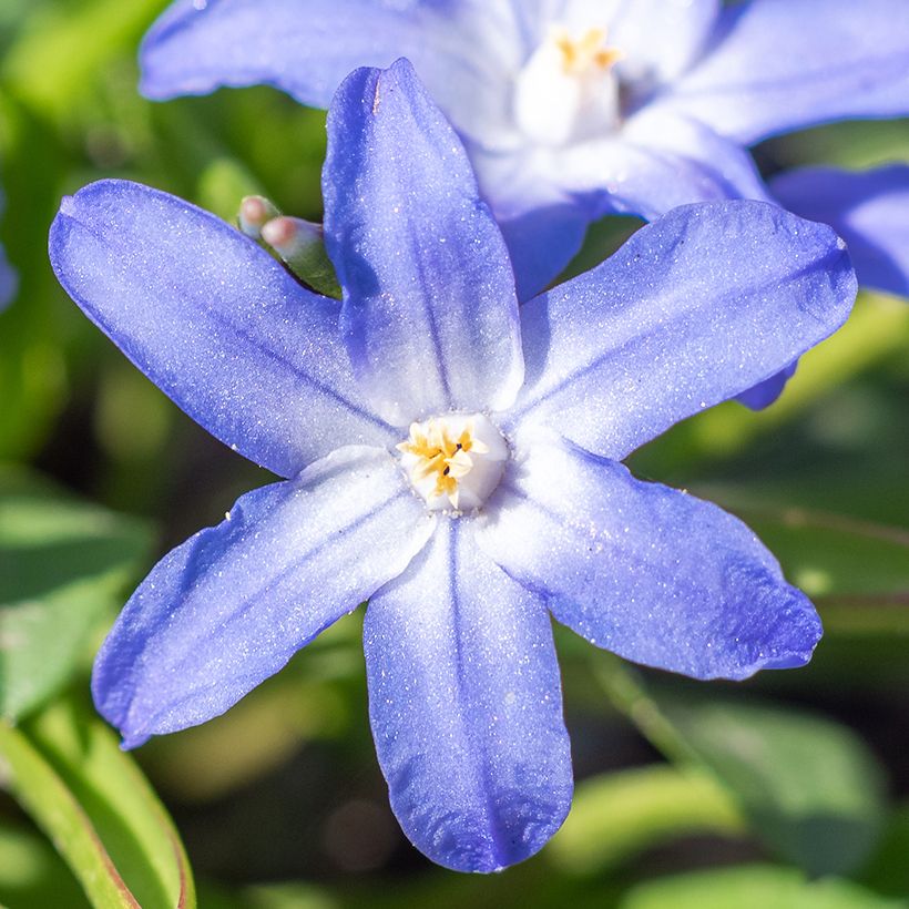 Chionodoxa sardensis (Flowering)