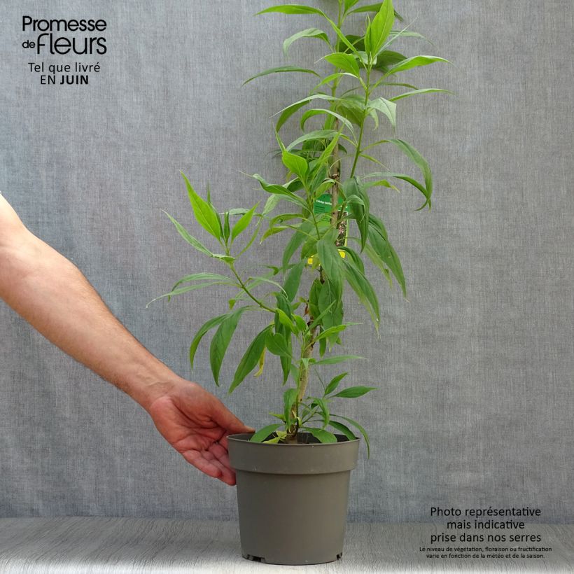 x Chitalpa tashkentensis Summer Bells 2L/3L pot sample as delivered in summer