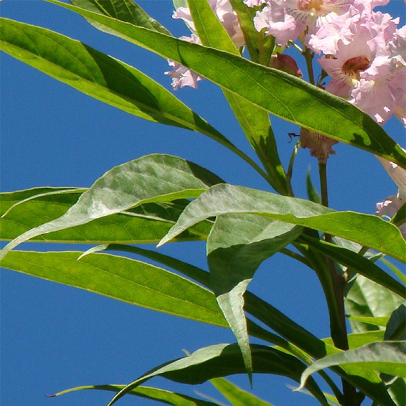 Chitalpa tashkentensis (Foliage)