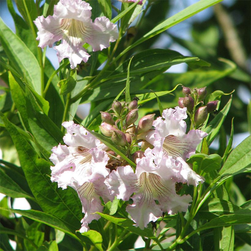 Chitalpa tashkentensis (Flowering)