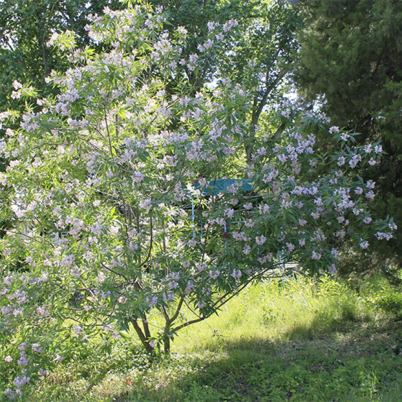 Chitalpa tashkentensis (Plant habit)