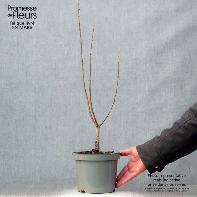 Chitalpa tashkentensis 2L/3L pot sample as delivered in spring