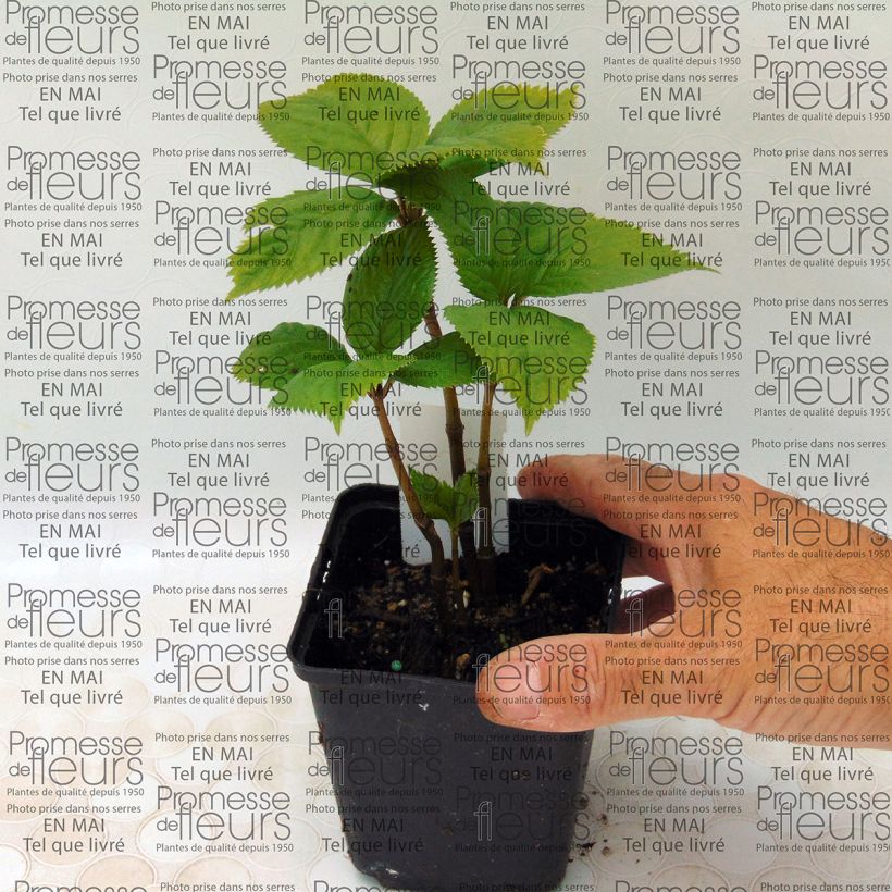 Example of Chloranthus fortunei 8/9 cm pot specimen as delivered
