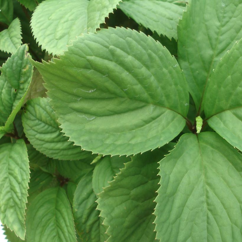 Chloranthus fortunei (Foliage)