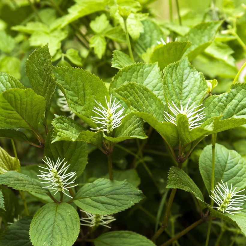 Chloranthus fortunei (Flowering)