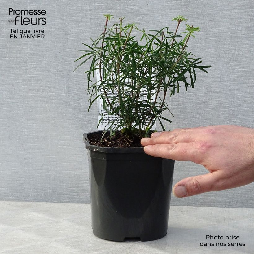Choisya ternata Apple Blossom - Mexican Orange Blossom 2L/3L pot sample as delivered in winter