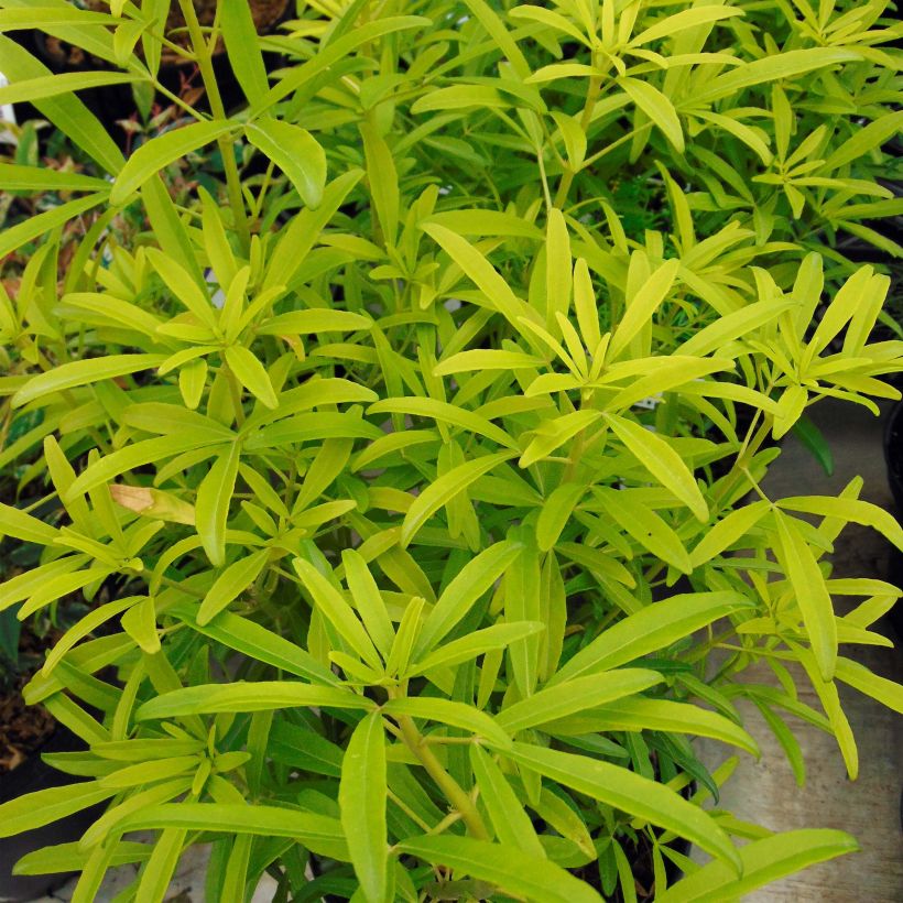 Choisya Aztec Gold - Mexican Orange Blossom (Foliage)