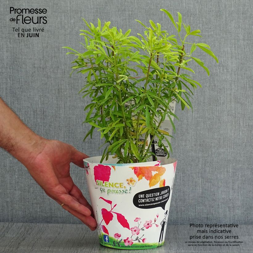 Choisya Aztec Gold - Mexican Orange Blossom 2L/3L pot sample as delivered in summer