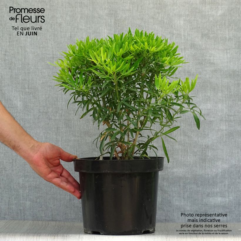 Choisya Aztec Gold - Mexican Orange Blossom 7.5L/10L pot sample as delivered in summer