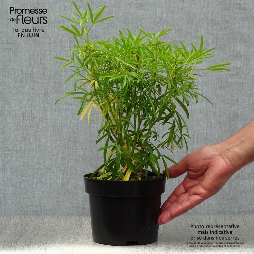 Choisya Aztec Pearl - Mexican Orange Blossom 2L/3L pot sample as delivered in summer