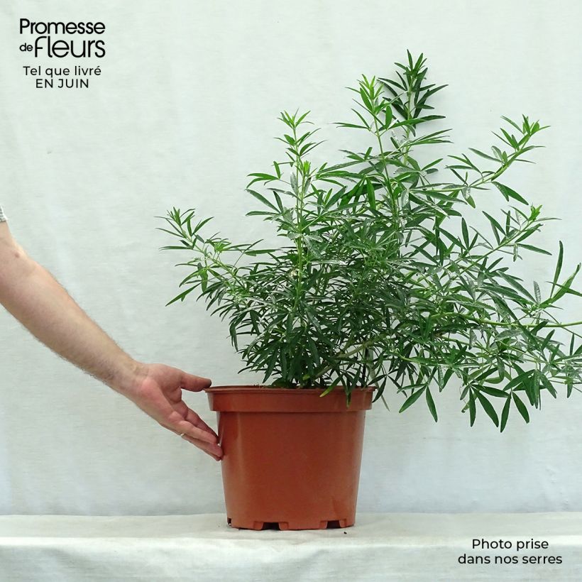 Choisya Aztec Pearl - Mexican Orange Blossom 7.5L/10L pot sample as delivered in summer