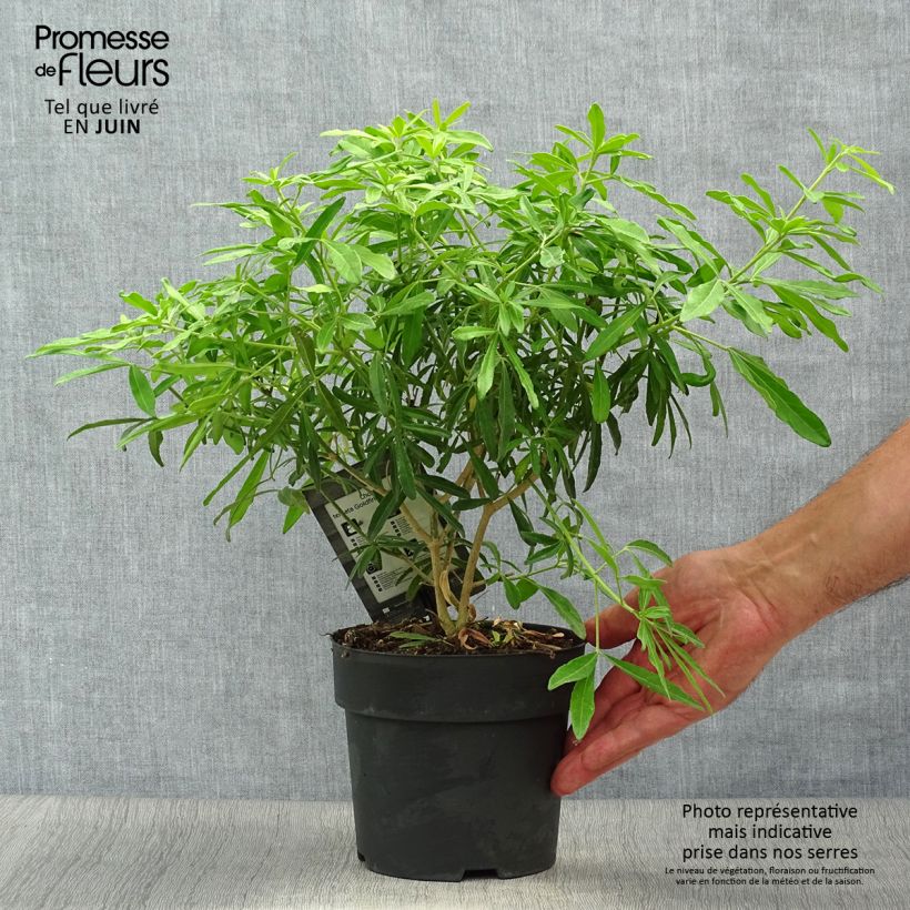 Choisya Goldfinger - Mexican Orange Blossom 1.5L/2L pot sample as delivered in summer