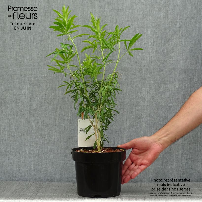Choisya Goldfinger - Mexican Orange Blossom 3L/4L pot sample as delivered in summer