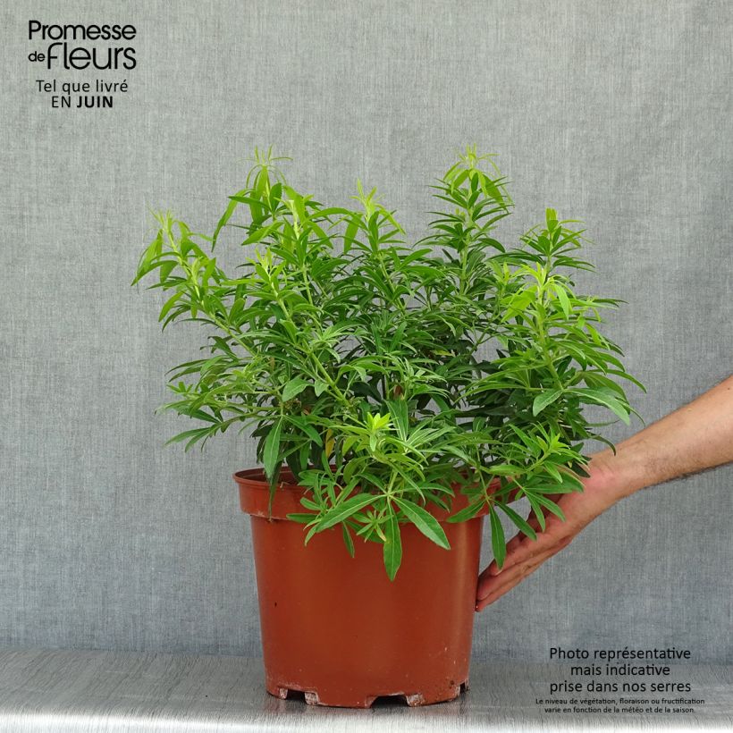 Choisya Goldfinger - Mexican Orange Blossom 7.5L/10L pot sample as delivered in summer