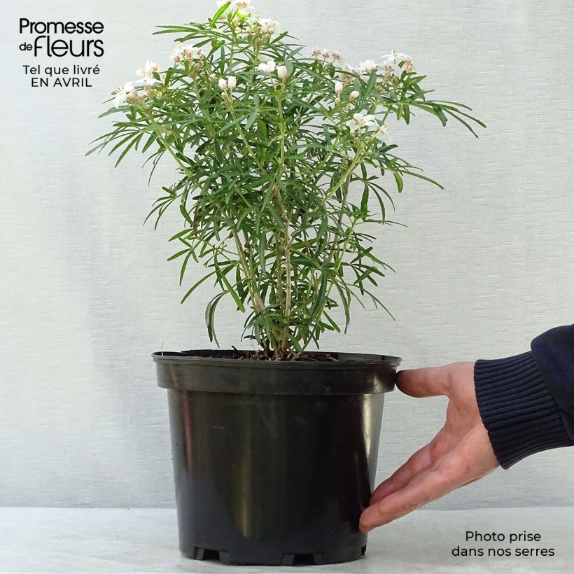 Choisya ternata Scented Gem - Mexican Orange Blossom 4L/5L potShipped height around 40/50cm sample as delivered in spring