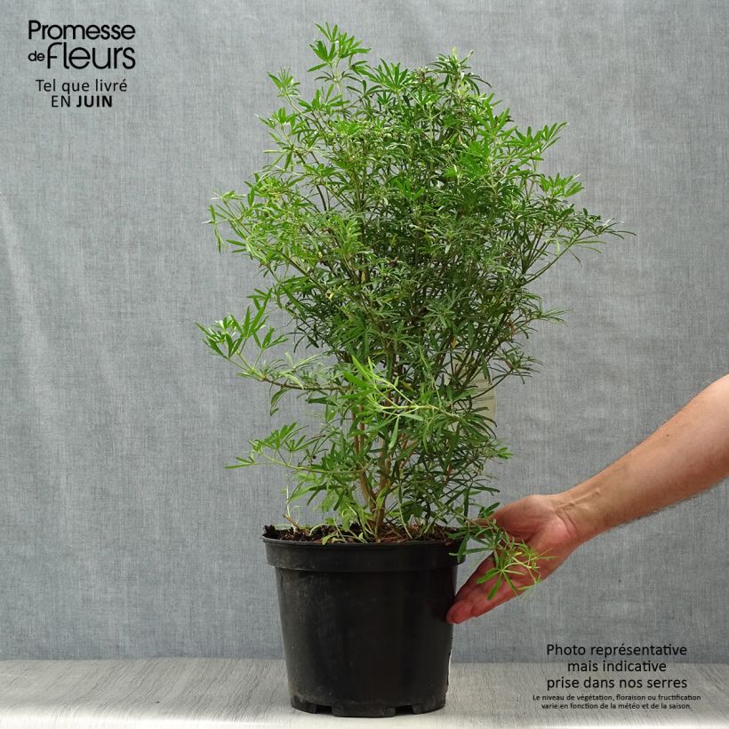 Choisya White Dazzler - Dwarf Mexican Orange 7.5L/10L pot sample as delivered in summer