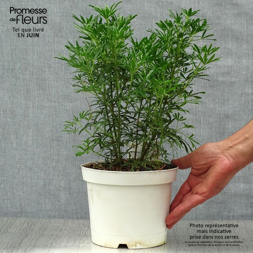 Choisya White Dazzler - Dwarf Mexican Orange 2L/3L pot sample as delivered in summer