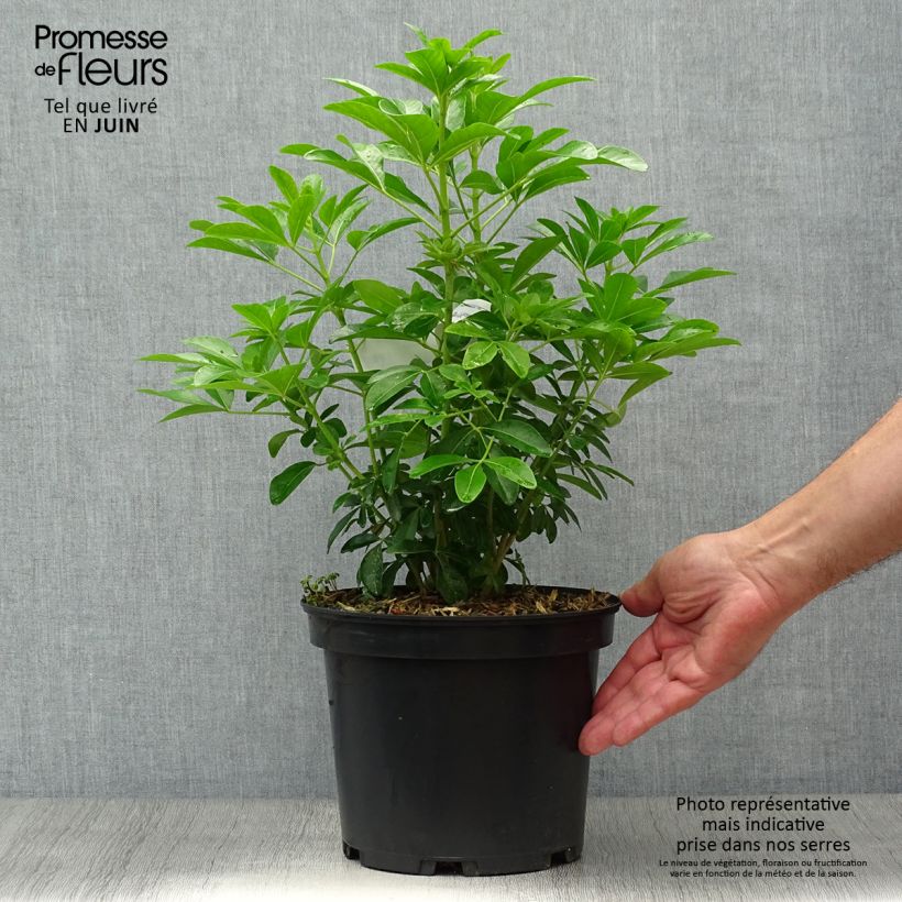 Choisya ternata - Mexican orange blossom 4L/5L pot sample as delivered in summer