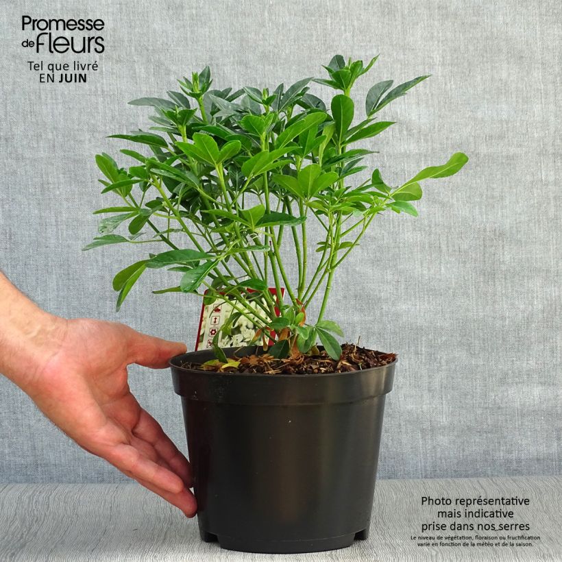 Choisya ternata - Mexican orange blossom 2L/3L pot sample as delivered in summer