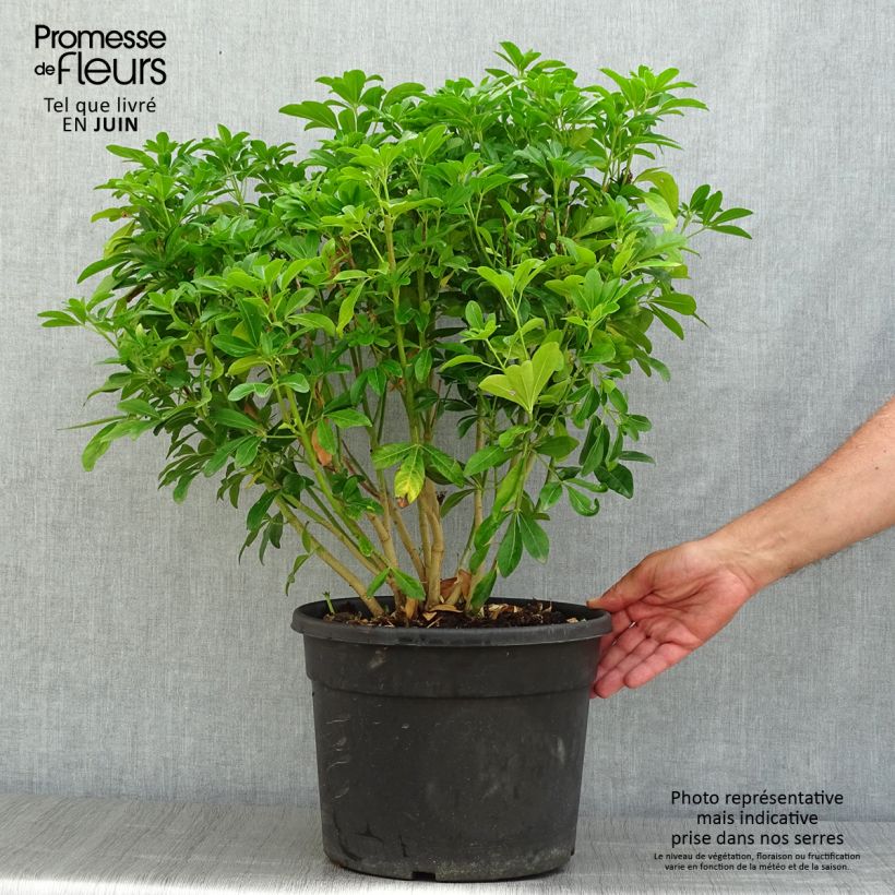 Choisya ternata - Mexican orange blossom 7.5L/10L pot sample as delivered in summer