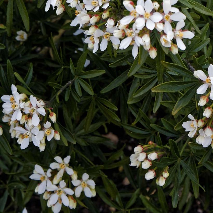 Choisya ternata Snow Flurries - Mexican Orange Blossom (Foliage)