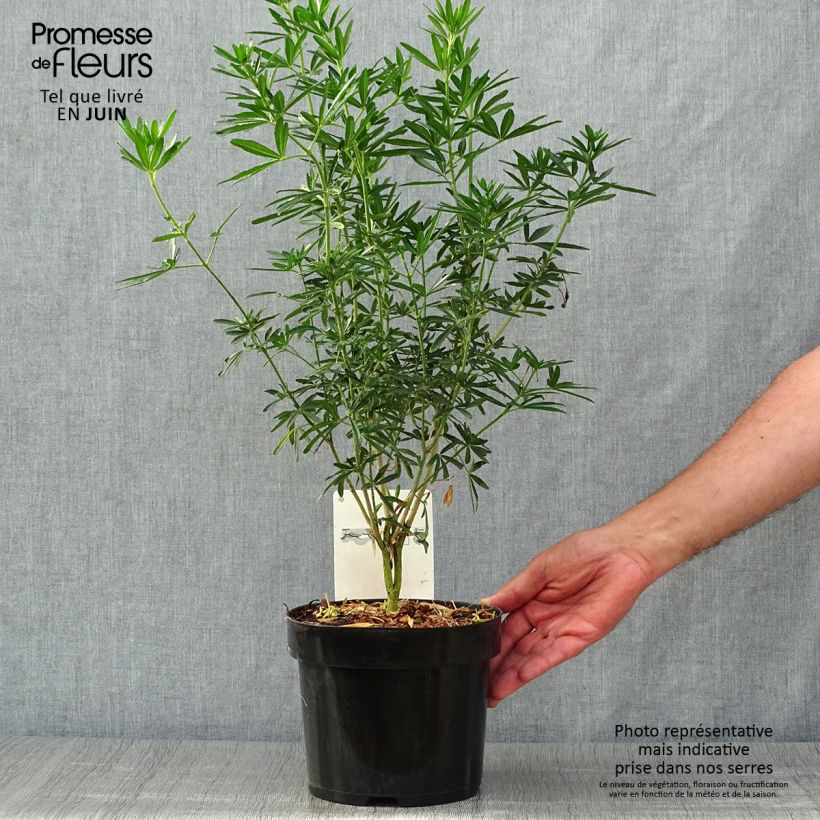 Choisya ternata Snow Flurries - Mexican Orange Blossom 2L/3L pot sample as delivered in summer