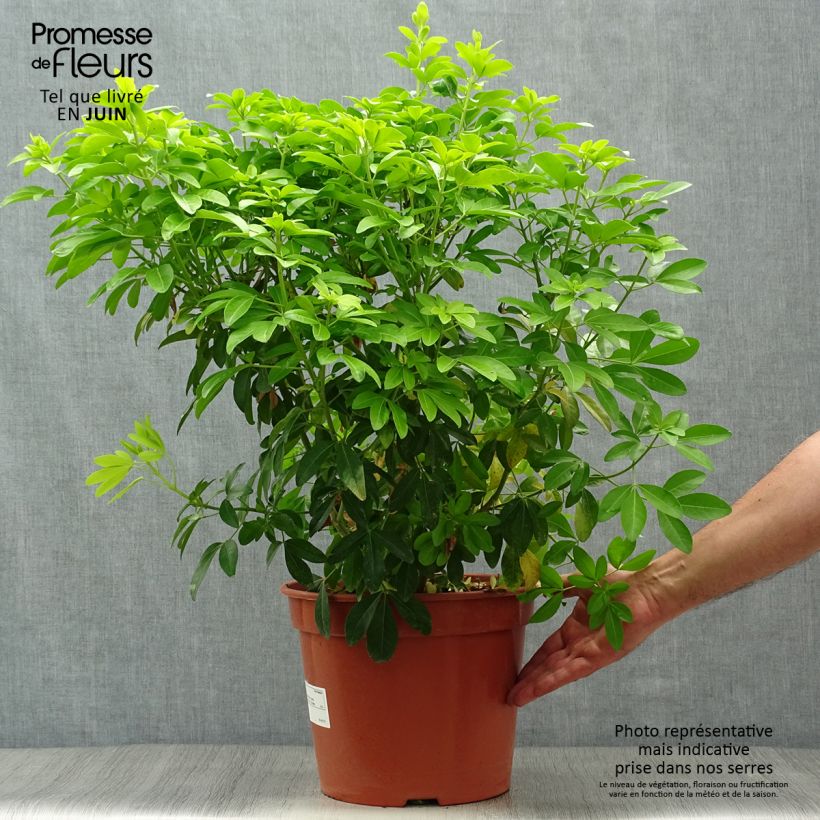 Choisya ternata Sundance - Mexican orange blossom 7.5L/10L pot sample as delivered in summer