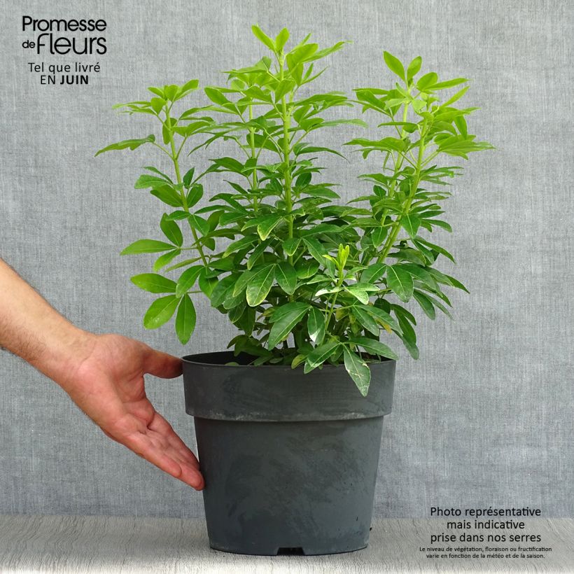 Choisya ternata Sundance - Mexican orange blossom 4L/5L pot sample as delivered in summer