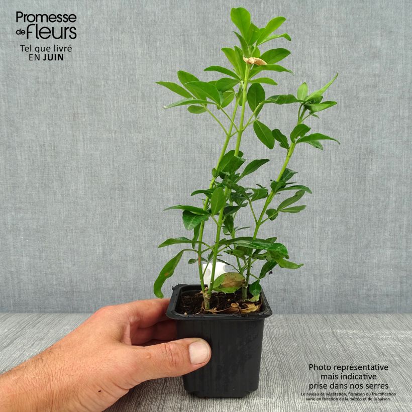 Choisya ternata - Mexican orange blossom 8/9 cm pot sample as delivered in summer