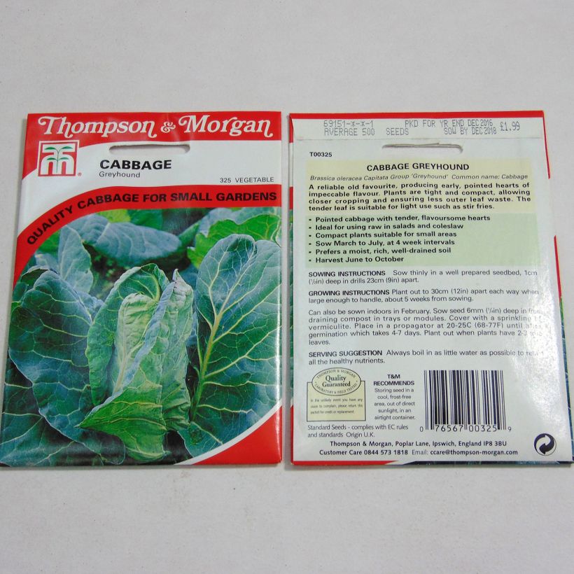 Example of Cabbage Greyhound - Brassica oleracea capitata per pack of 500 seeds specimen as delivered