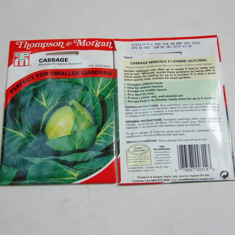 Example of Cabbage Minicole F1 - Brassica oleracea capitata per pack of 40 seeds specimen as delivered