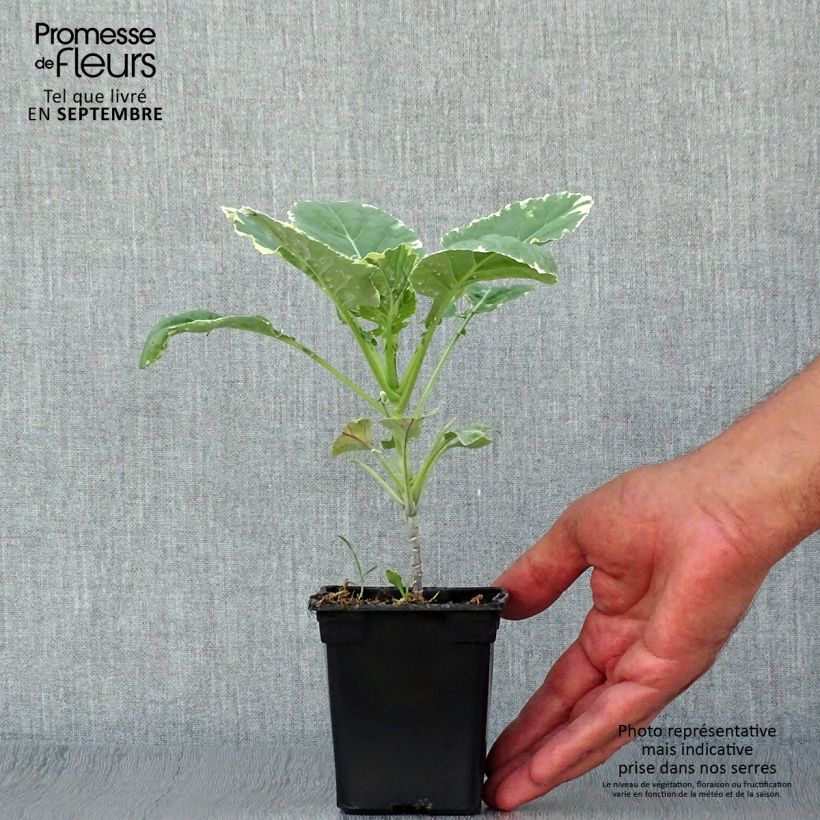 Organic variegated Perennial Cabbage Daubenton Popof - Brassica oleracea 8/9 cm pot sample as delivered in autumn