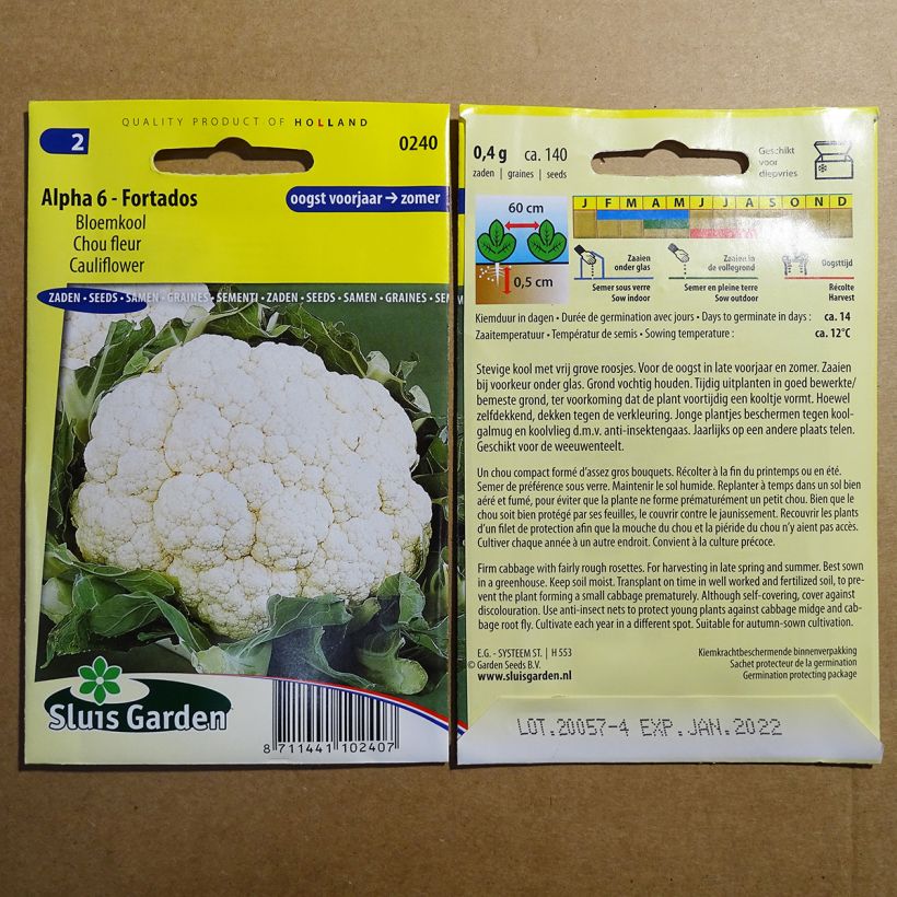 Example of Cauliflower Alpha 6 - Fortados specimen as delivered
