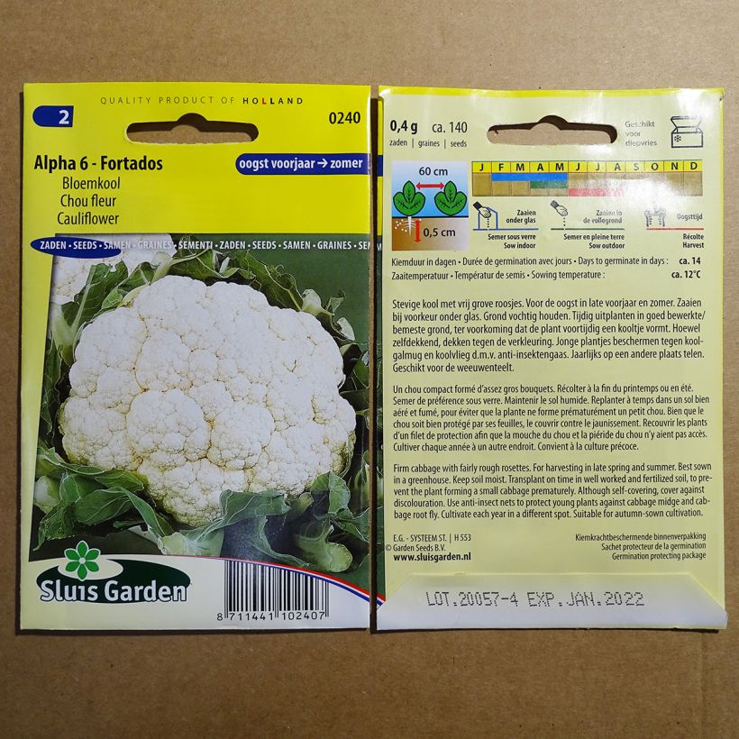 Example of Cauliflower Alpha 6 - Fortados per pack of 140 seeds specimen as delivered