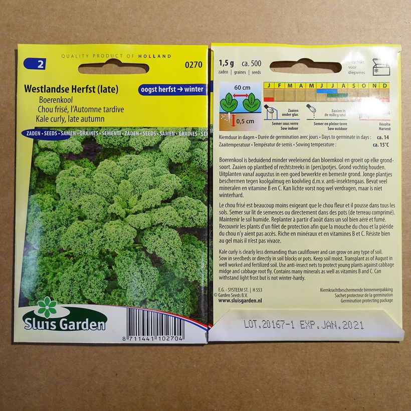 Example of Curly Kale Late Autumn per pack of 500 seeds (1g) specimen as delivered