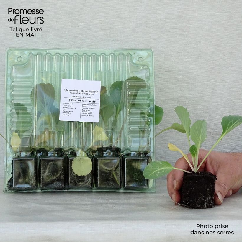 Cabbage Tête de Pierre F1 Plants - Brassica oleracea capitata Root ball 4cm x 4.5cm sample as delivered in spring