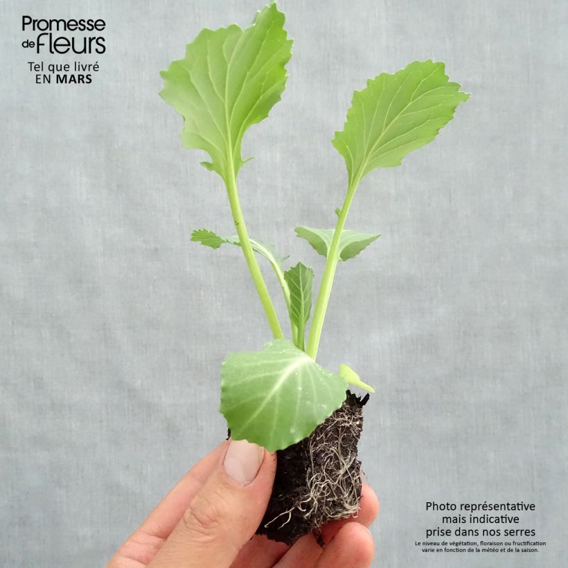 Cabbage Tête de Pierre F1 Plants - Brassica oleracea capitata sample as delivered in spring