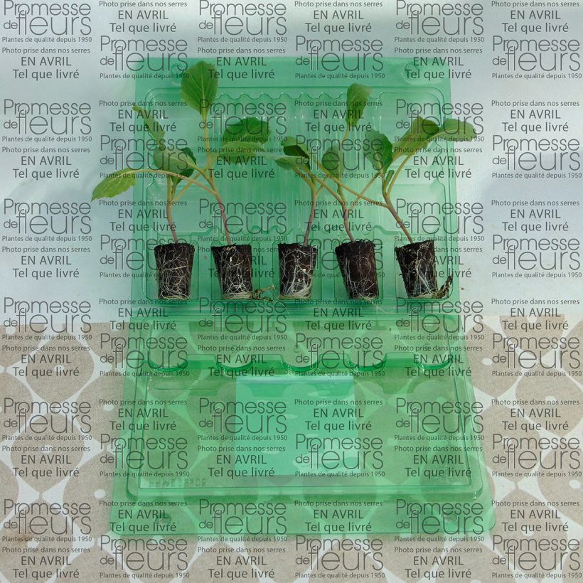 Example of Cabbage Tête de Pierre F1 Plants - Brassica oleracea capitata Plug plant 3/4cm specimen as delivered