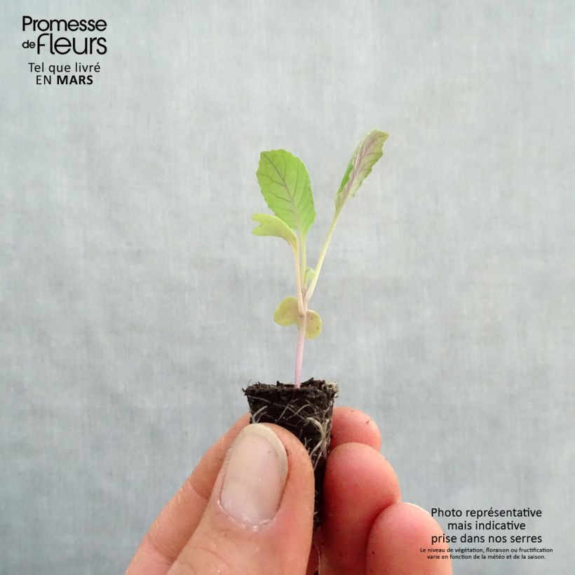 Organic Cabbage Chana F1 plugs - Brassica oleracea Plug plant 1.5/2.5 cm sample as delivered in spring