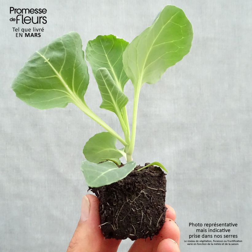 Cabbage Poet F1 plants - Brassica oleracea Root ball 4cm x 4.5cm sample as delivered in spring