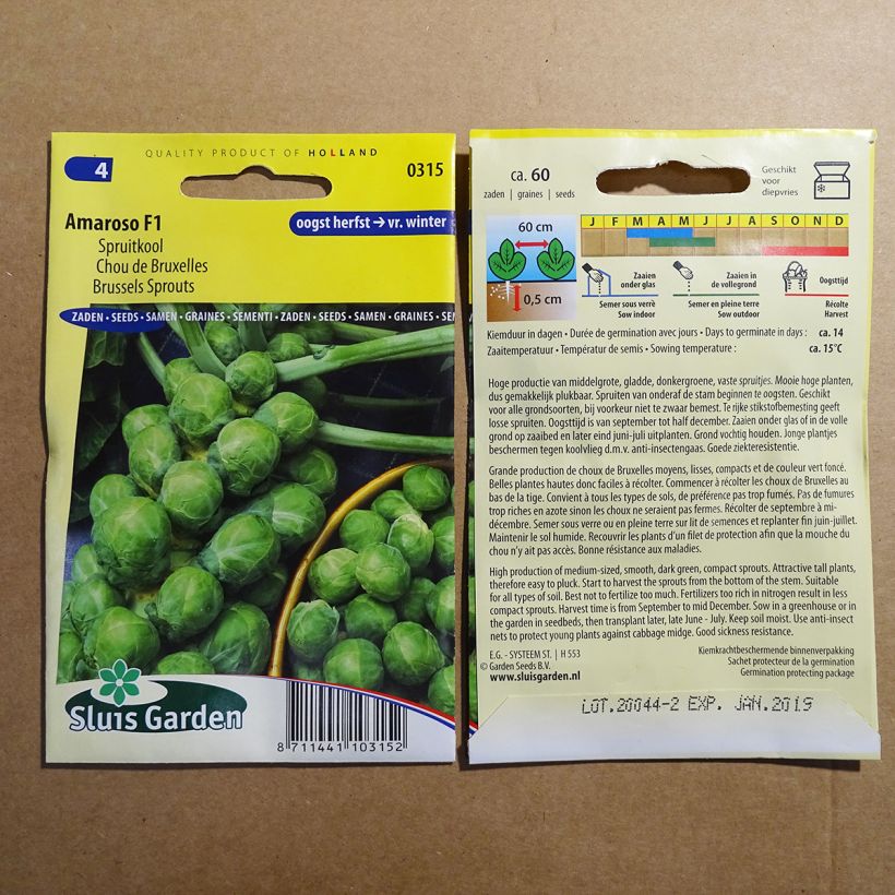 Example of Brussels Sprout Amaroso F1 - Brassica oleracea gemmifera per pack of 60 seeds specimen as delivered