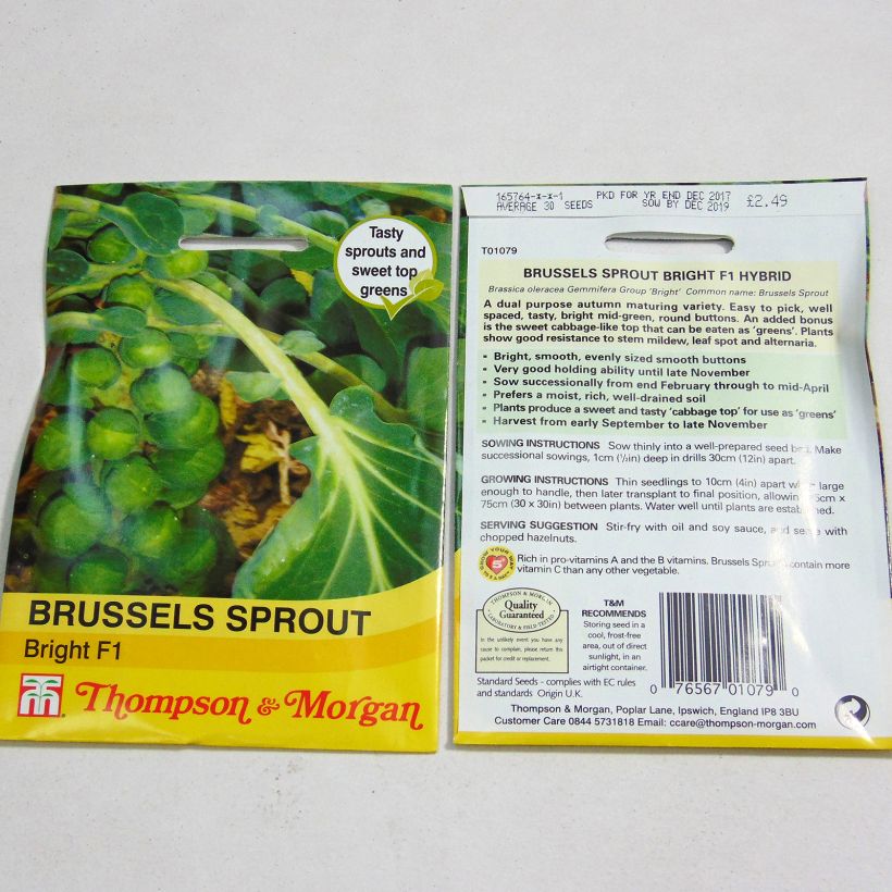 Example of Brussels Sprout Bright F1 - Brassica oleracea gemmifera per pack of 30 seeds specimen as delivered