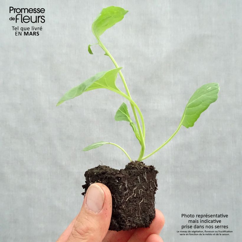 Brussels Sprout Bright F1 plants - Brassica oleracea gemmifera Root ball 4cm x 4.5cm sample as delivered in spring