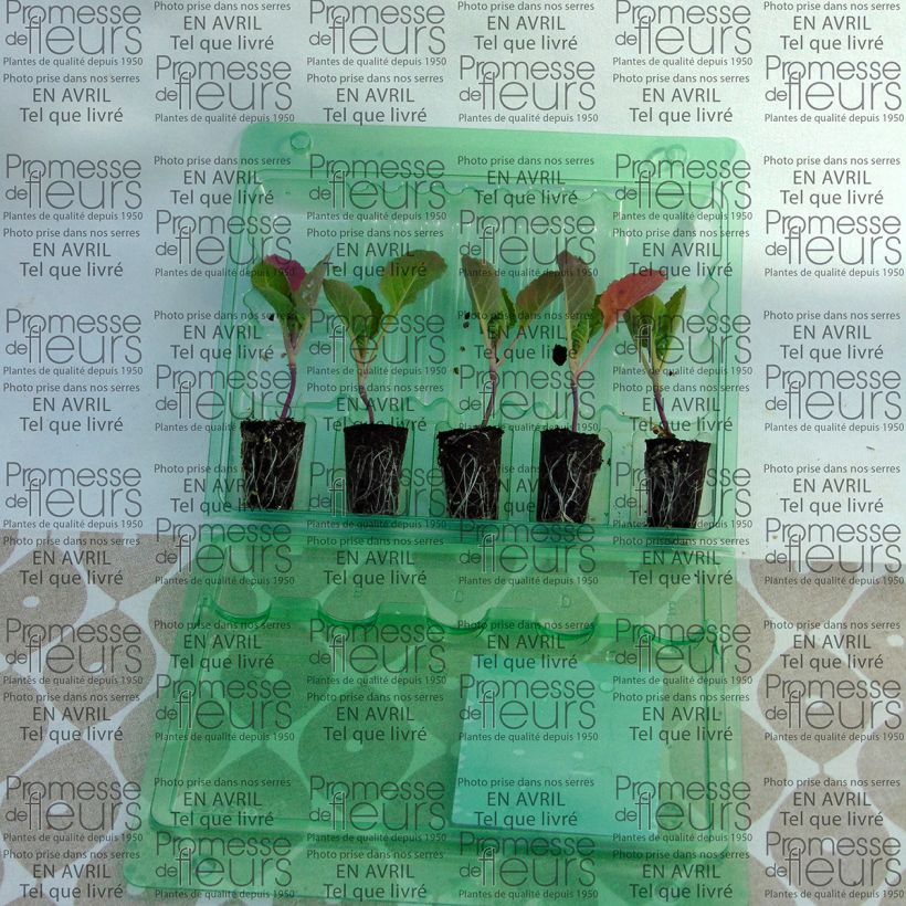 Example of Brussels Sprout Bright F1 plants - Brassica oleracea gemmifera Plug plant 3/4cm specimen as delivered